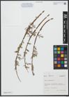 Foto von Salix viminalis L.
